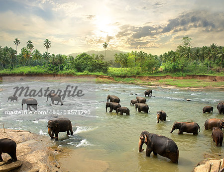 Elephants in water of jungle river, Sri Lanka
