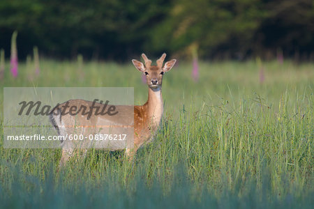 Male Fallow Deer (Cervus dama) in Summer, Hesse, Germany