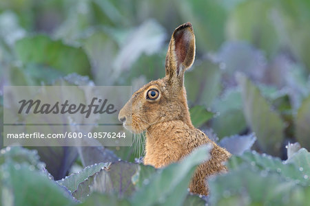 European Brown Hare (Lepus europaeus) in Red Cabbage Field in Summer, Hesse, Germany