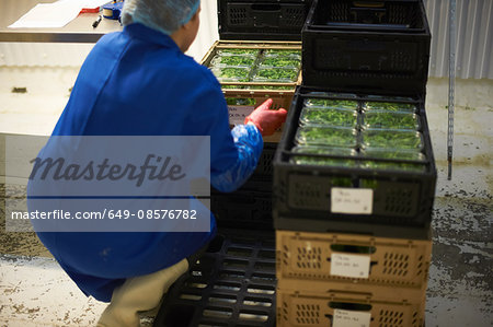 Rear view of woman in factory crouching stacking crates
