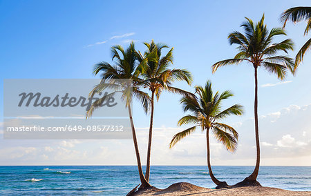 Four palm tree's on beach, Dominican Republic, The Caribbean