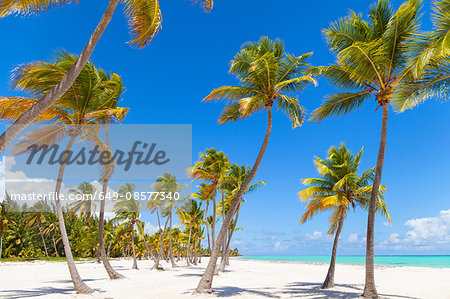 Palm trees and blue sky at beach, Dominican Republic, The Caribbean