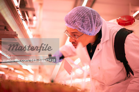 Male worker leaning forward to spray micro greens in underground tunnel nursery, London, UK