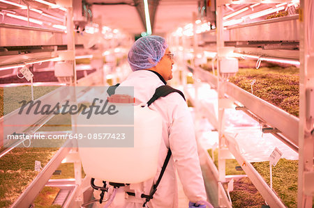 Male worker using backpack water sprayer for shelves of micro greens in underground tunnel nursery, London, UK