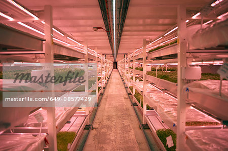Aisle with shelves and trays of micro greens in underground tunnel nursery, London, UK