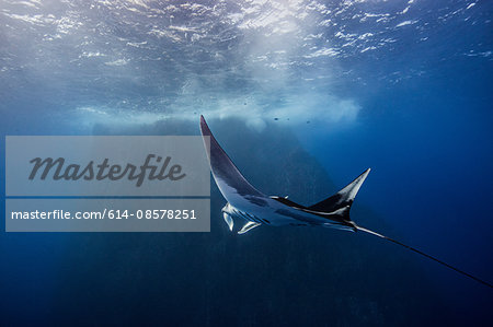 Giant Ocean Manta Ray at Roca Partida Island, Socorro, Mexico