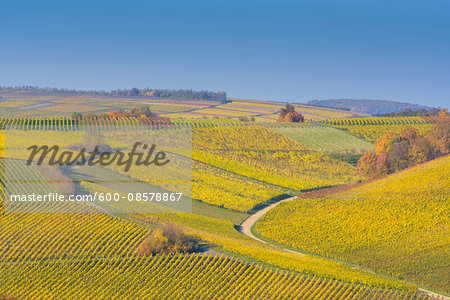 Colorful Vineyards in Autumn, Volkach, Alte Mainschleife, Mainfranken, Franconia, Bavaria, Germany