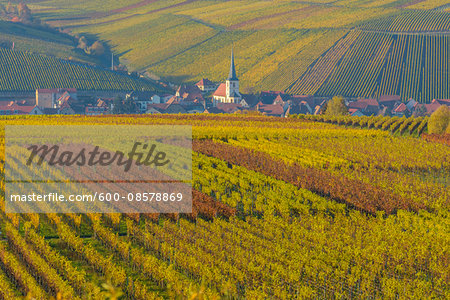 Colorful Vineyards in Autumn, Escherndorf, Maininsel, Alte Mainschleife, Mainfranken, Franconia, Bavaria, Germany Colorful Vineyards in Autumn, Escherndorf, Maininsel, Alte Mainschleife, Mainfranken, Franconia, Bavaria, Germany