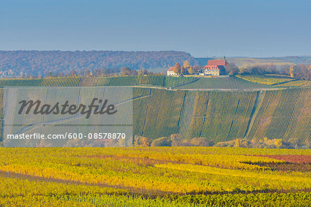 Colorful Vineyards in Autumn, Vogelsburg, Volkach, Maininsel, Alte Mainschleife, Mainfranken, Franconia, Bavaria, Germany