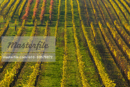 Colorful Vineyards in Autumn, Volkach, Maininsel, Alte Mainschleife, Mainfranken, Franconia, Bavaria, Germany