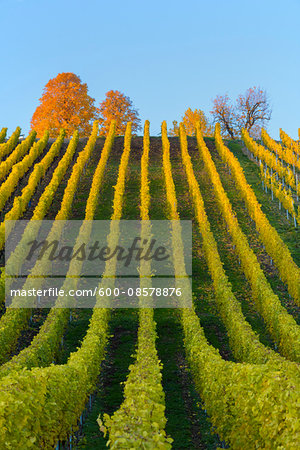 Colorful Vineyards in Autumn, Volkach, Maininsel, Alte Mainschleife, Mainfranken, Franconia, Bavaria, Germany