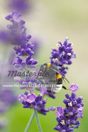 Sweden, Bumblebee on lavender flower