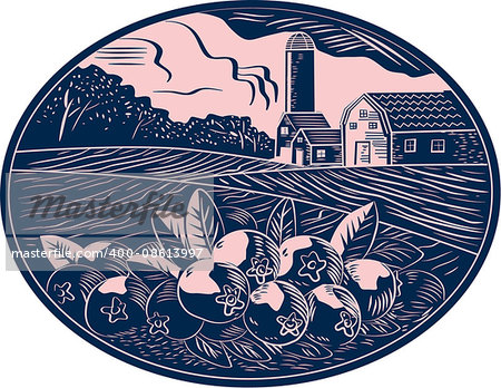 Illustration of a cranberry fruit farm with farmhouse barn and silo in the background done in retro woodcut style.