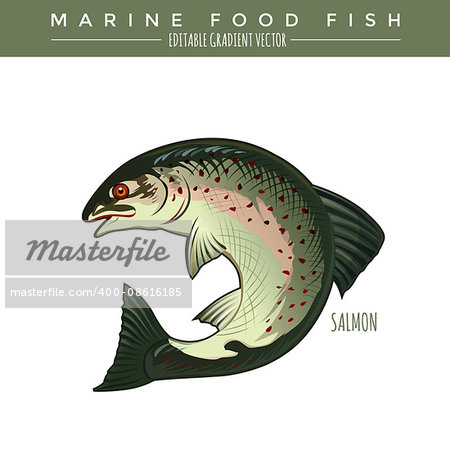 Salmon illustration. Marine food fish, editable gradient vector