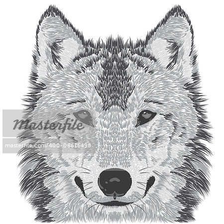 Beautiful wolf's face. Vector illustration