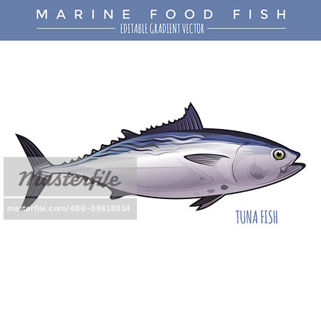 Tuna illustration. Marine food fish, editable gradient vector
