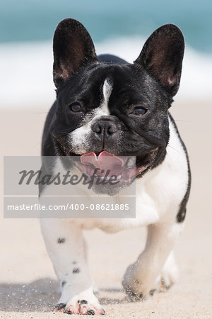 French bulldog running on the beach