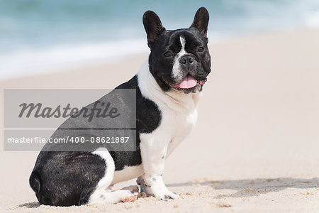 French bulldog seated on the beach