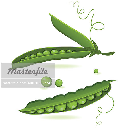 pea pods of green peas isolated vector illustration