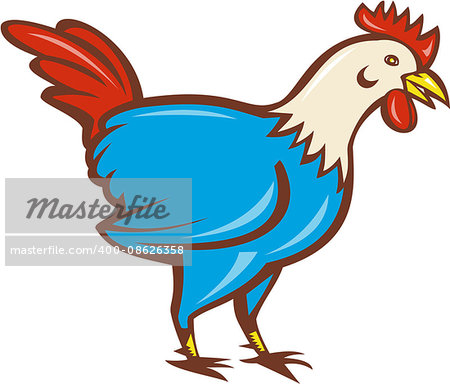 Illustration of a chicken rooster standing facing side set on isolated white background done in cartoon style.