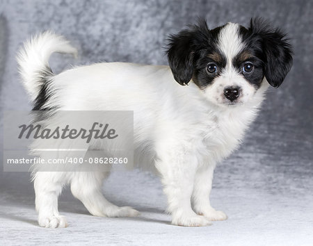 Cute puppy of the Continental Toy spaniel - Phalene -on a gray background