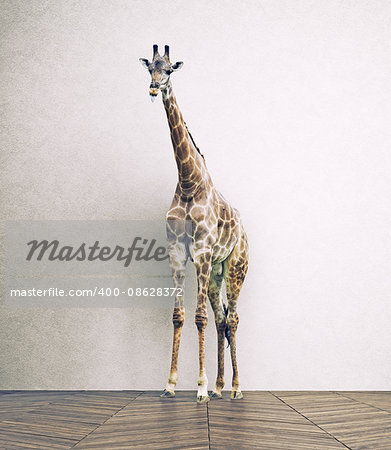 the giraffe baby  in the white room. Photo combination concept