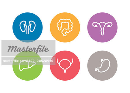 Vector human internal organs icons. Liver, kidneys, uterus, bladder, stomach and colon design