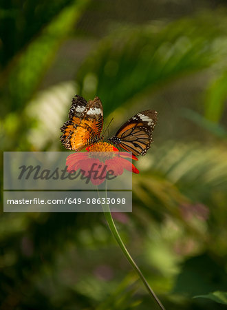 Common Tiger Butterfly, Kep Butterfly Farm, Kep, Cambodia, Indochina, Asia