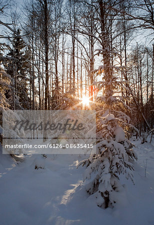 Sweden, Sodermanland, Tyresta, Forest under snow