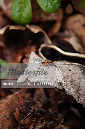 Sweden, Smaland, Sundsholm, Firebugs on leaf