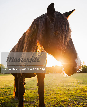 Sweden, Gotland, Horse at sunset