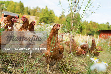 Sweden, Uppland, Stockholm archipelago, Grinda, Chickens grazing in grass