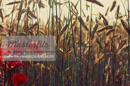 Sweden, Gotland, Poppies in wheat field