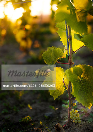 Sweden, Ostergotland, Grapes in vineyard at sunset