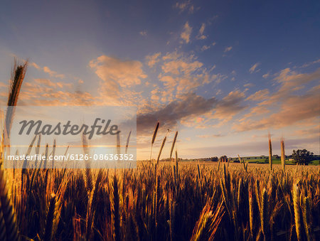 Sweden, Skane, Abbekas, Wheat field at sunset