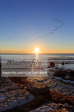 Sweden, Oland, Seby, Sunset over sea with birds flying in clear sky
