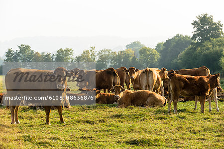 France, Normandy, herd of cows in a meadow
