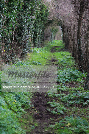 Path passing through tunnel formed by vegetation, Alderton, Suffolk, England, UK.