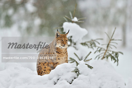 Portrait of Eurasian Lynx (Lynx lynx) in Winter, Neuschonau, Bavarian Forest National Park, Bavaria, Germany