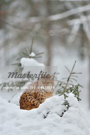 Portrait of Eurasian Lynx (Lynx lynx) in Winter, Neuschonau, Bavarian Forest National Park, Bavaria, Germany