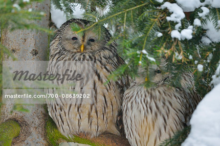 Portrait of Ural Owls (Strix uralensis) in Tree, Neuschonau, Bavarian Forest National Park, Bavaria, Germany