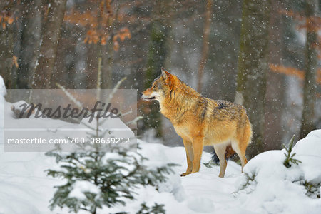 Portrait of Wolf (Canis lupus) in Winter, Neuschonau, Bavarian Forest National Park, Bavaria, Germany