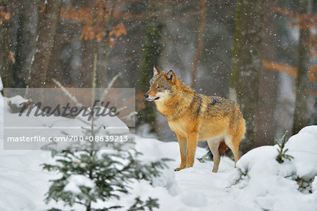 Portrait of Wolf (Canis lupus) in Winter, Neuschonau, Bavarian Forest National Park, Bavaria, Germany