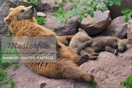 Brown Bear (Ursus arctos) Mother with Cubs Sleeping, Germany