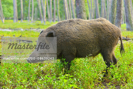 Portrait of Wild Boar (Sus scrofa) in Forest, Hesse, Germany