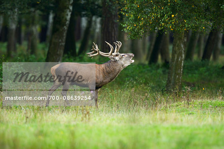 Portrait of Red Deer (Cervus elaphus) Calling during Rutting Season, Hesse, Germany