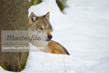 Portrait of Wolf (Canis lupus) in Winter, Neuschonau, Bavarian Forest National Park, Bavaria, Germany