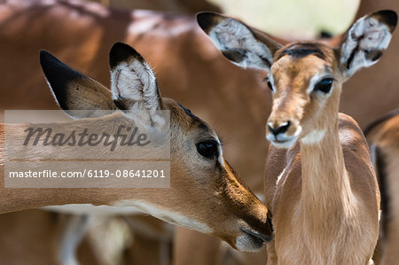 Impala (Aepyceros melampus), Lake Nakuru National Park, Kenya, East Africa, Africa Impala (Aepyceros melampus), Lake Nakuru National Park, Kenya, East Africa, Africa