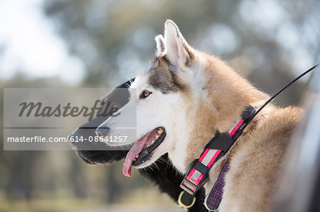 Side portrait of labrador and husky dog outdoors