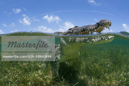 American crocodile (crodoylus acutus) looking out from surface of shallow waters of Chinchorro Atoll Biosphere Reserve, Quintana Roo, Mexico